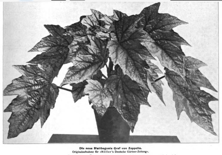 B. ‘Graf Von Zeppelin’